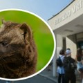 Beogradski zoo vrt ima novog stanovnika: Još je neodoljiva beba, a kad poraste biće opasan lovac (FOTO)