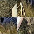 Na imanju u Loznici zaplenjeno oko 356 kilograma marihuane, uhapšen osumnjičeni
