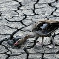 Komšije se spremaju za ozbiljno nevreme, temperature će drastično pasti: Najgore će biti duž Dunava?