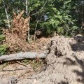 „Napravili put preko moje parcele i posekli šumu“: Leskovčanin najavljuje tužbu protiv „Srbijašuma“
