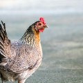 WOAH: Rumunija prijavila izbijanje ptičijeg gripa H5N1među živinom na jugu zemlje