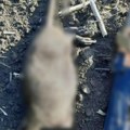 Šta je bre ovo? Ukrajincima u rovove upadaju pacovi od pola metra (foto)
