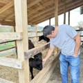 Nemanja prvi pokrenuo ovaj biznis u Srbiji! Jedva našao radnika koji čuva čudne krave - crne su i skupe, a tek zarada...