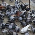 Beta: Poznati niški privrednik golubar sa najviše golubova u Nišu