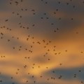 Ciklonizacija: Tretmani protiv komaraca u Novom Sadu od ponedeljka, pčelari da sklone košnice