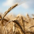 Počeo otkup merkantilne pšenice ovogodišnjeg roda: Cena 24 dinara po kilogramu