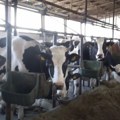 Podnošenje zahteva za ostvarivanje prava na premiju za mleko do 23. avgusta