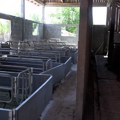 Ne jenjava virus afričke kuge svinja u Crnoj Bari, stočari brinu kako da prežive