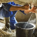 Žega i suša prave haos na farmama: Muzare daju do 50 odsto manje mleka, 15 odsto živine ugine od vrućine