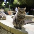 Rajsko ostrvo preplavljeno mačkama, niko ne može da ih kontroliše: Stručnjaci apeluju na hitno rešavanje problema