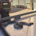 Zmija na krovu automobila u blizini stambene zgrade u Leskovcu (video)