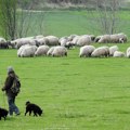 Severna Makedonija: Oko 10.000 ovaca uginulo od ovčjih boginja