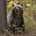 Za dlaku izbegnuta saobraćajna nesreće: Kod Kotor Varoša medved istrčao na put, vozač dobrim refleksima zaustavio auto na…