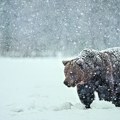 "Ujeo ga i grebao" Medved povredio danskog skijaša na Šar planini