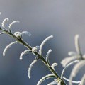 Sneg u aprilu: Zabeleli se Zlatibor i Pešter