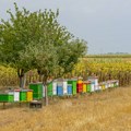 Prijepoljac osmislio uređaj koji meri količinu meda u košnici, a pčele mu "šalju" sms poruke! Evo kako funkcioniše "made…