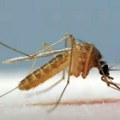 Novosadska Ciklonizacija suzbija komarce, prvi biološki tretman iz vazduha (AUDIO)