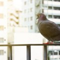 Ove biljke efikasno teraju golubove