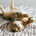 Horoskop za 28. maj: Vage ne odustajte od svojih želja i potreba, neko sa snažnom harizmom lako osvaja Škorpije