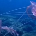 (Video) Turisti u Grčkoj u panici: Opasne ljubičaste meduze preplavile more: Ako vas ubode ovo nikako ne radite