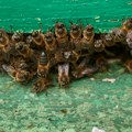 Ovi insekti preplavili komšiluk: Stručnjaci tvrde da je stanje alarmantno: "Ako osetite ova 2 simptoma, odmah se javite…