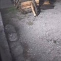 Neobičan gost u valjevskom naselju: Zverka je samo je došetala iz mraka i u trenu nestala iza gomile drva
