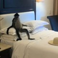 VIDEO: Turistkinju u sobi u hotelu dočekao vrlo opušteni majmun