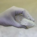 Taktika Uprave SAD za drogu omogućila da fentanil stigne na ulice