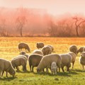 Neke kompanije za čistu energiju koriste stada ovaca