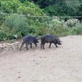 Gde, južno od Beograda, ima afričke kuge svinja