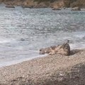 More na jadransku plažu izbacilo – kravu (VIDEO)