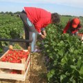 Šta sprečava izvoz srpskog voća Cena jagoda u otkupa za dva dana pala s 250 na 80 do 120 dinara! Evo šta kažu voćari…