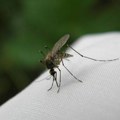 U Beogradu i sutra zaprašivanje komaraca