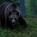 Poljaka teško povredio medved u Rumuniji: Turista (70) pokušao da nahrani divlju životinju