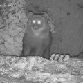 Ranije ga nisu videli, niti znaju odakle je: Nezvani gost došao da se počasti pred zimski san! Kamere na Jadovniku snimile sve…