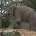 Berlinski zoo vrt neiskorišćene novogodišnje jelke daje pandama i slonovima da ih jedu i da se igraju