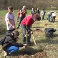 Radna akcija sadnje crvenog hrasta u Grošnici
