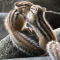 У Холандији ухапшен човек који је држао 100 егзотичних животиња у неодговарајућим условима
