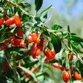 Planinarili, pa ugledali crvene bobice: Umesto slatke nagrade, usledio pakleni put do bolnice