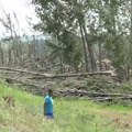 Procena da je pola miliona stabala polomljeno oko Bačke Palanke u oluji, ljudi iz straha seku drveće