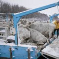 U toku evakuacija životinja sa Krčedinske ade! Vlasnik za MONDO - Dobio sam skelu koju nisam smeo da koristim 5 godina