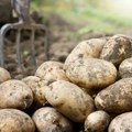 Prepolovljen rod mladog krompira, cene znatno više