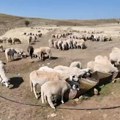 Idu po vodu i 15 kilometara daleko u Biocu, najmanjem selu na Pešteri, oko 9.000 hiljada ovaca bez vode