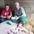 Čitav se komšiluk sjatio kod srpskog domaćina samo da vidi je li istina! Kod gazda Burduša nisu mogli da prebroje, krmača…