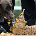 U Belgiji postavljen rekord za najveću tortu za pse težine 454 kilograma