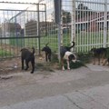 Čopor pasa ponovo napadao decu kod škole i vrtića u Leskovcu: Građani tvrde da nadležni ne reaguju