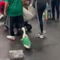 VIDEO: Guska u dresu Meksika postala hit na otvaranju Mundijala
