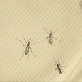 Kod jednog komarca na Čukarici detektovan genom virusa Zapadnog Nila
