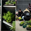 Урбане баште могу да оживе запуштен и неискоришћен простор: Новосађани желе више зеленила