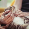 Maženje mačke utiče na naš mozak i telo - nauka objasnili šta se tada događa